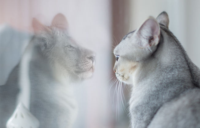 Self-Acceptance vs Self-Improvement